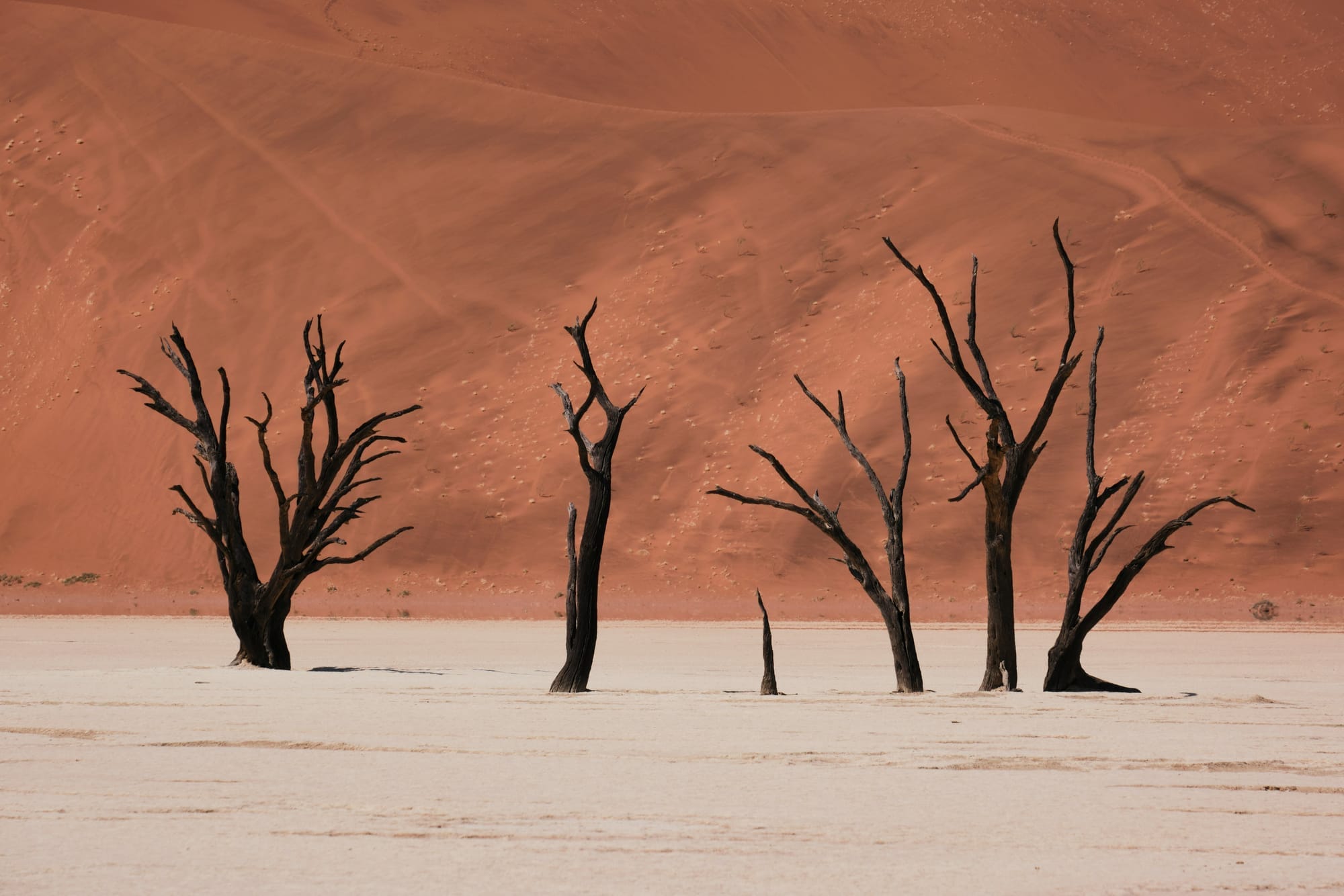 Still Standing: What 900-Year-Old Dead Trees in the Namib Can Teach Us About Endurance