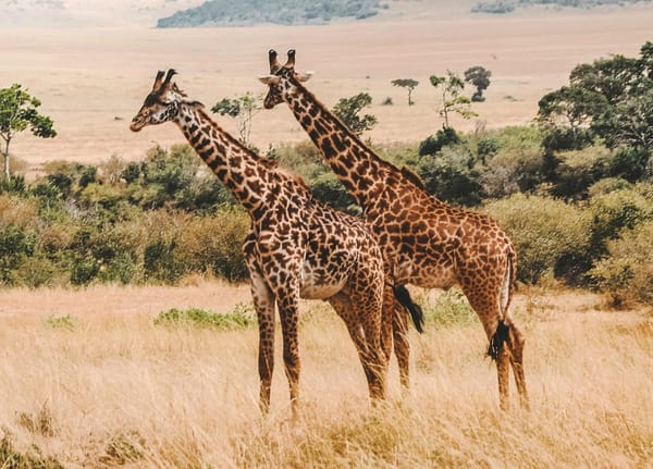 The Unhurried Continent: Why a Safari in the Maasai Mara Will Ruin Every Other Trip You Take