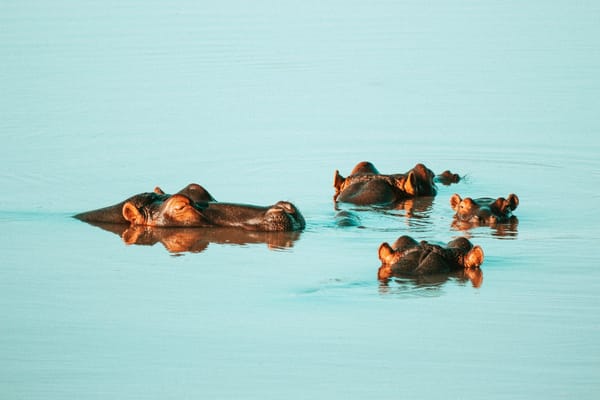 More Than a River Fixture: The Remarkable, Misunderstood Life of the Hippopotamus