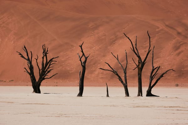 Still Standing: What 900-Year-Old Dead Trees in the Namib Can Teach Us About Endurance